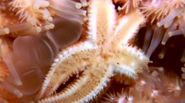 Siyah arka plan deniz üzerinde su altında beyaz deniz yıldızı yakın çekim.