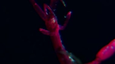 İskelet Kızıldeniz keçi Caprella siyah arka plan üzerinde su altında beyaz deniz.