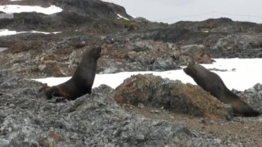 Mühürler rock kar kıyı şeridi okyanus Antarktika üzerinde.