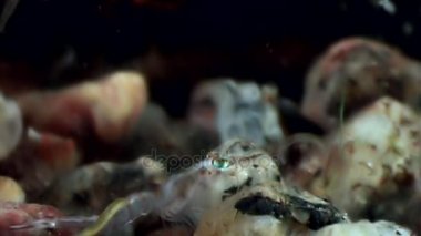 Gıda sualtı deniz dibinin beyaz deniz Rusya'nın arayışı içinde maskeli cam karides.