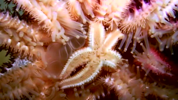 Rozgwiazda biały z bliska na czarnym tle pod wodą z morza. — Wideo stockowe
