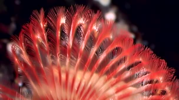 Ljusa röda havsborstmaskar mask makro under vattnet på havsbotten i vita havet. — Stockvideo