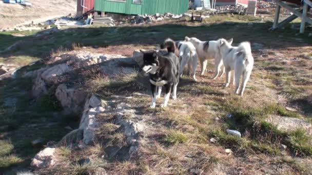 Dog in city on the shores of Arctic Ocean in Greenland. — Stock Video
