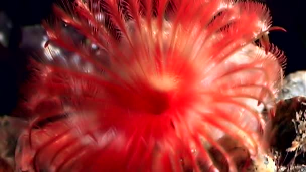 Ljusa röda Potamilla reniformis makro under vattnet på havsbotten i vita havet. — Stockvideo