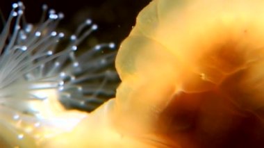 Lucernaria quadricornis su altında beyaz deniz