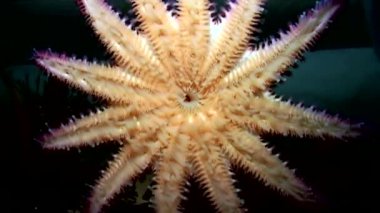 Siyah arka plan deniz üzerinde su altında beyaz deniz yıldızı yakın çekim.