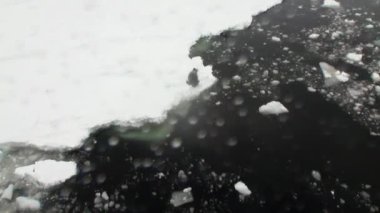 Antarktika'nın okyanusta kar sahil şeridi üzerinde mühür.