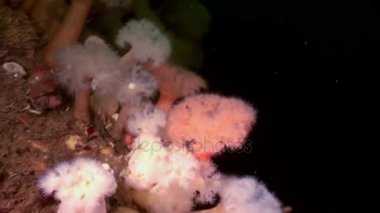 Beyaz kabarık metridium ve denizanası suyun altında beyaz deniz dibinin üzerinde.