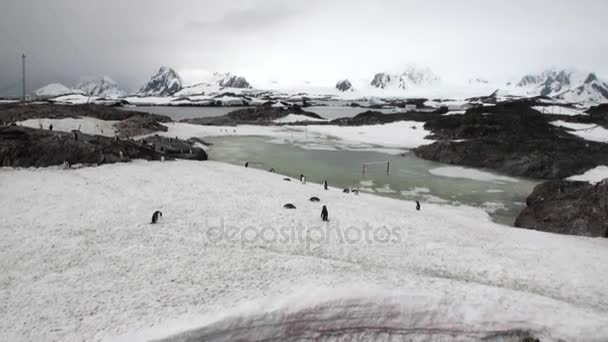 Penguins at station Scientific Antarctic Station Academician Vernadsky. — Stock Video