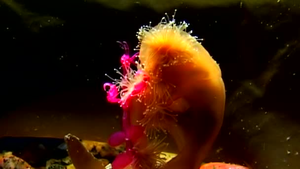 Lucernaria quadricornis συλλαμβάνει και τρώει Caprella υποβρύχια στη Λευκή Θάλασσα — Αρχείο Βίντεο