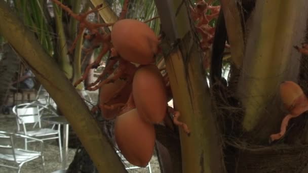 Exotische tropische Früchte am Baum auf den Philippinen. — Stockvideo