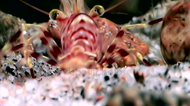 Rote Garnelen maskiert auf der Suche nach Nahrung unter Wasser Nahaufnahme des Weißen Meeres Russland. — Stockvideo