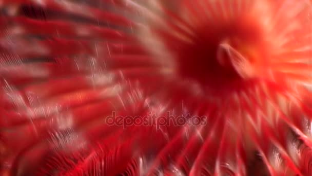 Ljusa röda havsborstmaskar mask makro under vattnet på havsbotten i vita havet. — Stockvideo