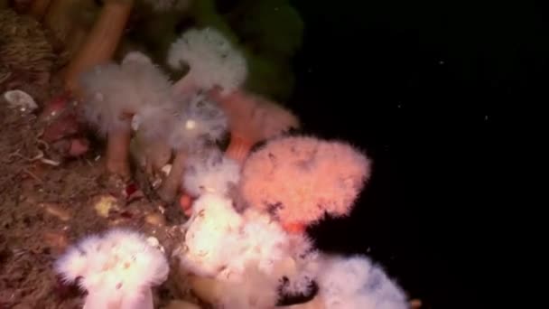 Witte pluizige metridium en kwallen onderwater op de zeebodem van de Witte Zee. — Stockvideo