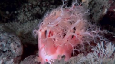 Tüylü yumuşak mercan sualtı beyaz deniz dibinin üzerinde.