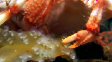 Asker Yengeç yemek su altında beyaz deniz Rusya dibinin üzerinde yiyor..