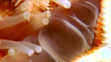 Siyah arka plan deniz üzerinde su altında beyaz deniz yıldızı yakın çekim.