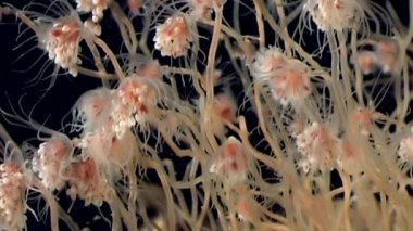 Bell Hydroid denizanası kolonileri açar beyaz deniz sualtı deniz dibinin Rusya'da.