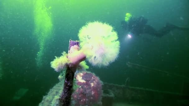 Immersione subacquea vicino al relitto arrugginito naufragio sulla spiaggia del Mar Bianco Russia . — Video Stock
