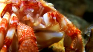 Kanser keşiş sualtı gıda beyaz deniz Rusya'nın deniz yatağı üzerinde arama.