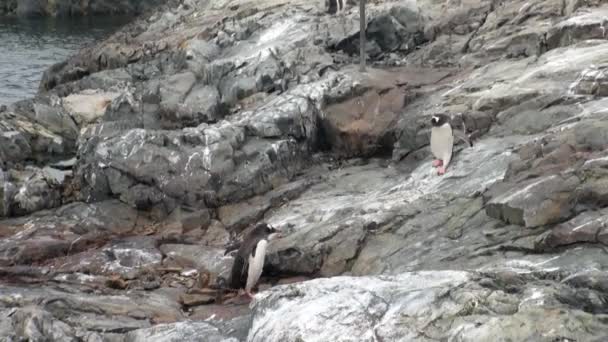Penguins fåglar på snö öken kustlinjen i ocean av Antarktis. — Stockvideo