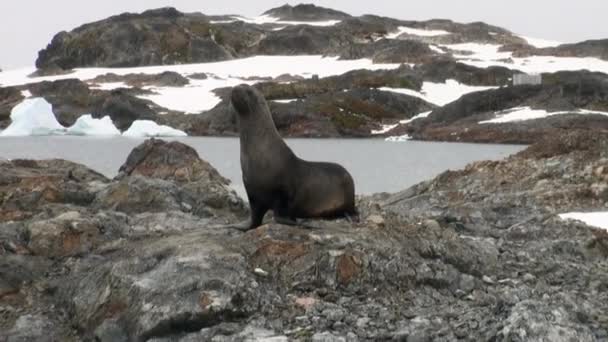 Phoques sur la côte de neige de roche dans l'océan de l'Antarctique . — Video