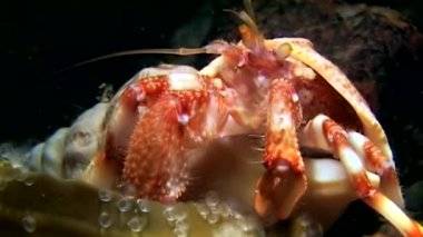 Pagurian su altında beyaz deniz Rusya'nın deniz yatağı üzerinde yiyecek bulmak.