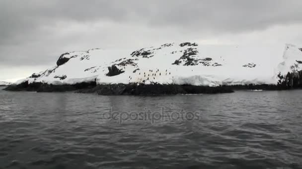 Pinguïns op sneeuw kustlijn in de oceaan van Antarctica. — Stockvideo