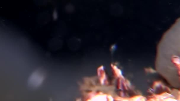 Balanus balanomorpha sea acorn marine crustaceans underwater on seabed. — Stock Video