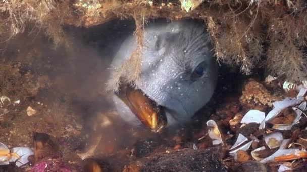 Lancet ryb sumec na mořském dně pod vodou v oceánu bílé moře. — Stock video