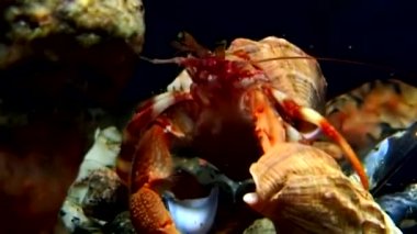 Kanser keşiş sualtı gıda beyaz deniz Rusya'nın deniz yatağı üzerinde arama.