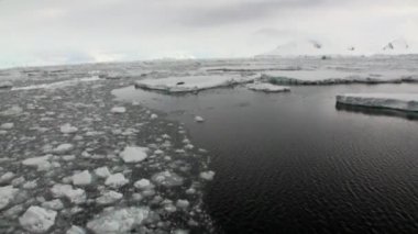 Antarktika okyanusta yüzen buz kütlesi buz Seals kar.