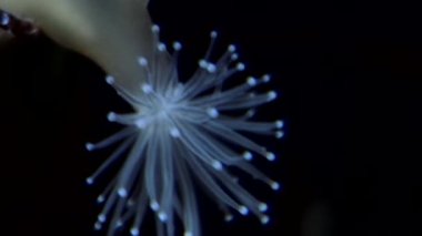 Lucernaria quadricornis su altında beyaz deniz.