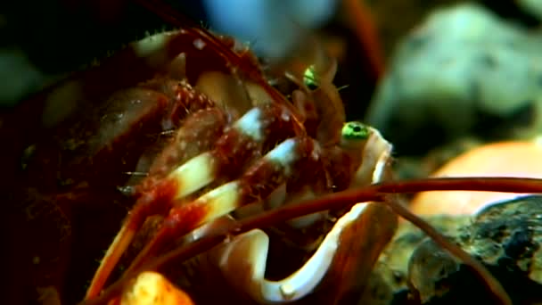 Pustelnik rak pod wodą w poszukiwaniu żywności na dnie morza białego Rosji. — Wideo stockowe