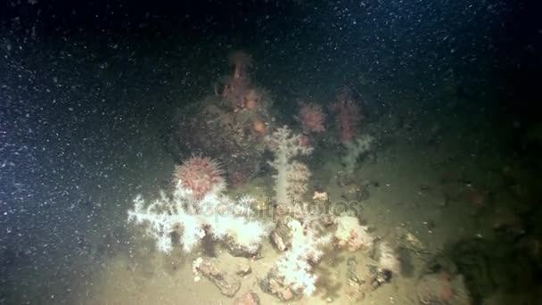 Corail doux duveteux blanc et anémone sous l'eau sur le fond marin de la mer Blanche . — Video