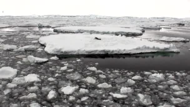 Uszczelnienia na krze lodowej śniegu w ocean Antarktydy. — Wideo stockowe