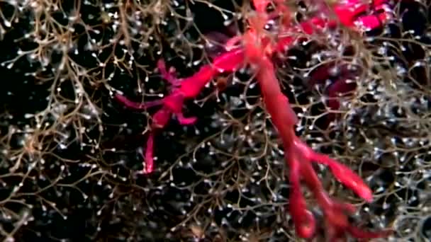 Caprellidae bajo el agua en el fondo marino del Mar Blanco . — Vídeo de stock