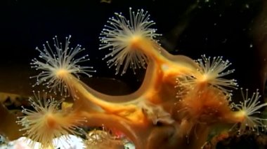 Lucernaria quadricornis su altında beyaz deniz