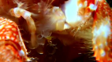 Kanser keşiş sualtı gıda beyaz deniz Rusya'nın deniz yatağı üzerinde arama.