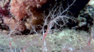 Tüylü yumuşak mercan sualtı beyaz deniz dibinin üzerinde.