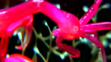 Caprellidae su altında beyaz deniz dibinin üzerinde.