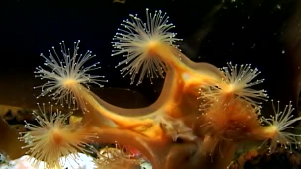 Lucernaria quadricornis sous-marin en mer Blanche — Video