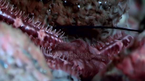 Ophiura robusta starfish close-up onderwater op de zeebodem van de Witte Zee. — Stockvideo