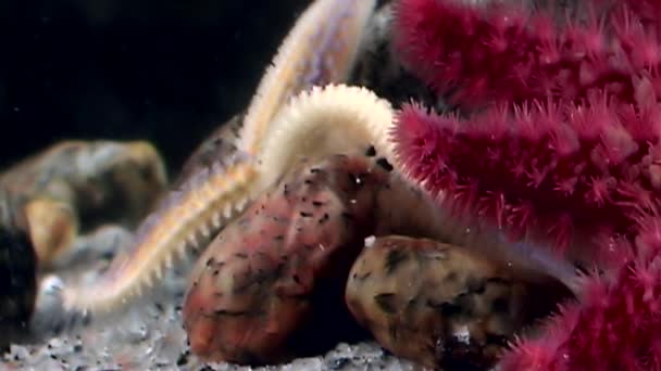 Rote und weiße Seesterne hautnah unter Wasser am Meeresboden. — Stockvideo