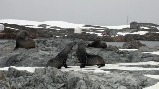 Zeehonden in de sneeuw op wetenschappelijke Antarctisch Station academicus Vernadski. — Stockvideo