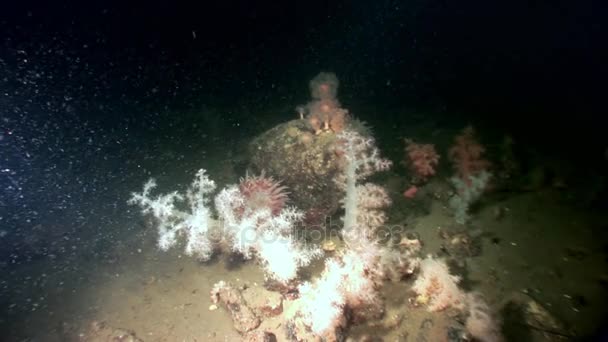 Vit fluffig mjuk korall och anemone under vattnet på havsbotten i vita havet. — Stockvideo