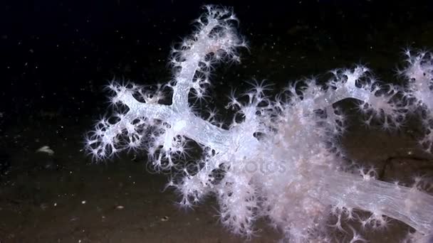 White fluffy soft coral underwater on seabed of White Sea. — Stock Video