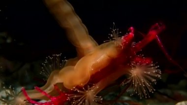 Lucernaria quadricornis yakalar ve deniz keçi sualtı Caprella Ws içinde yiyor.