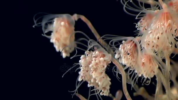 Des colonies de méduses Bell Hydroid ouvrent des fonds marins sous-marins de la mer Blanche en Russie . — Video