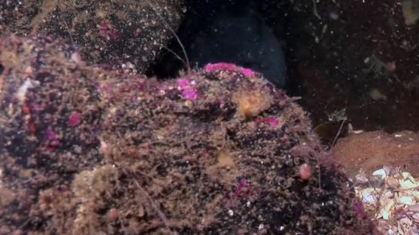 Sum pstrąga na dnie morza w poszukiwaniu żywności pod wodą z morza białego. — Wideo stockowe